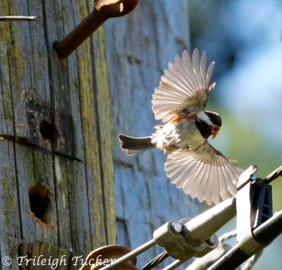 Chestnut-backed Chickadee removing construction debris from his home - now safe for children