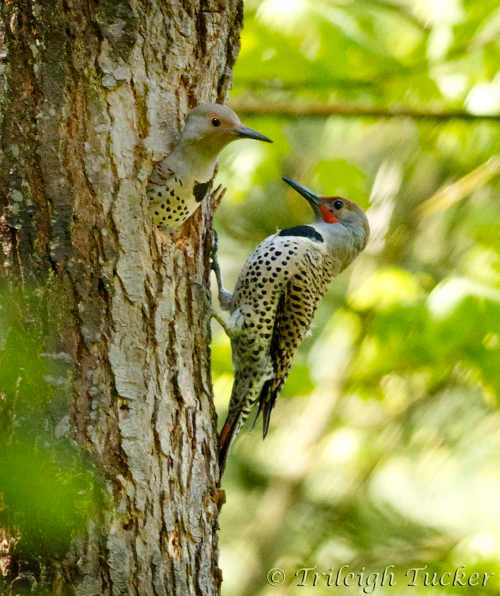 Northern Flicker pair greeting each other at nest hole Lincoln Park, West Seattle