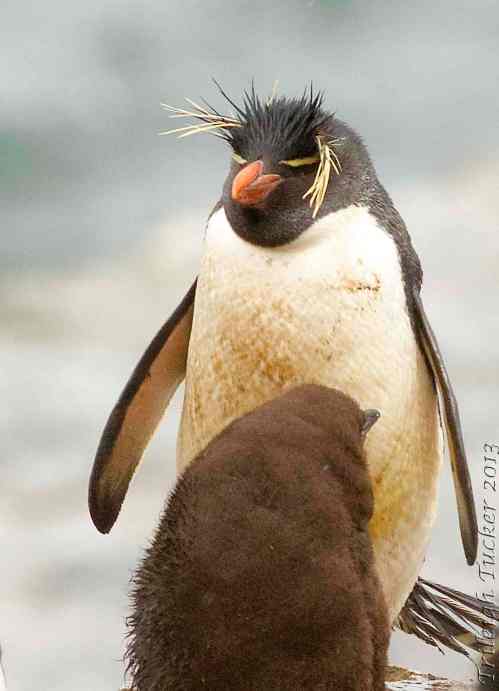 Rockhopper Penguin with chick Sea Lion Island, Falkland Islands