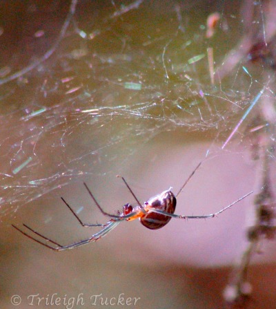 Sierra Dome Spider